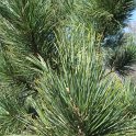 Pinus cembra aiguille